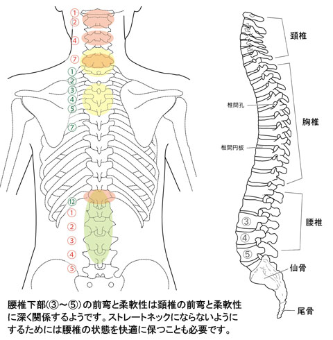 頚椎 ストレートネックと上部頚椎 ゆめとわのホームページ