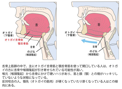 噛むことが心地良くなるために ゆめとわのホームページ