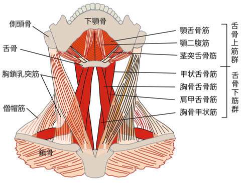 食欲不振 飲み込めなくて 嚥下の不調 ゆめとわのホームページ