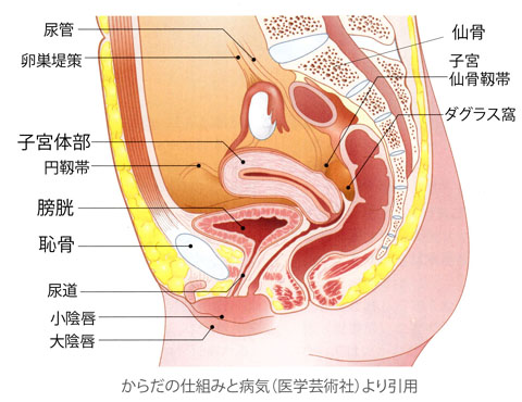 子宮の位置